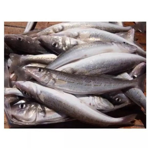 Pescado Entero de Caballa Fresca Congelada en Venta - Product Image 5