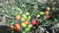 Graines hybrides de tomates Moon Star REVO F1, pureté 99,9 %, origine Pakistan, germination 90 %, durée de conservation 2 ans, fruit ovale