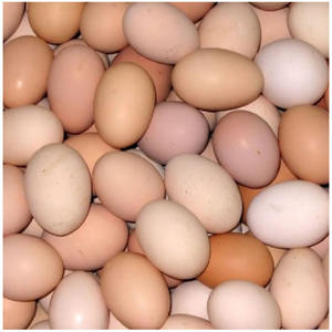 Huevos Frescos de Gallina de Granja, Huevos de Gallina a Granel, Huevos Frescos de Granja - Product Image 6