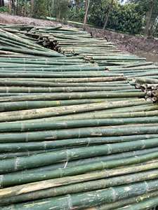 Varas de bambú natural de origen vietnamita para diseño de interiores del hogar y proyectos de paisajismo exterior, material resistente y sostenible - Product Image 2