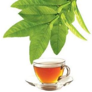 Precio de Fábrica Hoja de Guayaba Pura Seca en Bolsa Zip de 5kg, Suministro B2B, Fabricante de Vietnam, Proveedor Global - Product Image 4