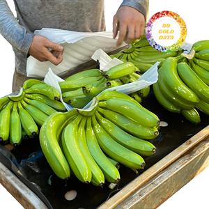 Bananes Cavendish fraîches de qualité A, vertes, 20 kg, exportées pour les supermarchés et les distributeurs, cultivées en Europe - Product Image 1