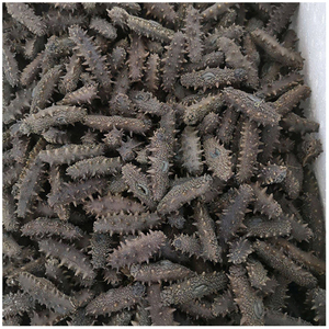 precio del pepino de mar seco - Product Image 4