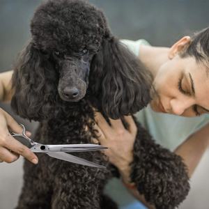 High Quality <b>Dog</b> Grooming <b>Scissors</b> Stainless Steel Straight High Quality Pet Grooming <b>Scissors</b> Pet Saloon <b>Scissors</b> - Product Image 6
