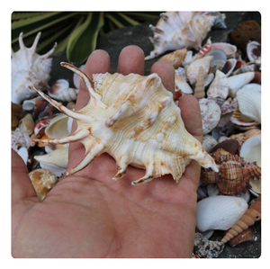 EXQUISITA COLECCIÓN DE CONCHAS DE MAR OCÉANO PARA DECORACIÓN DE BODAS Y RECUERDOS DE FIESTA TEMÁTICA PLAYA - Product Image 6