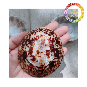 Premium limpet shells for aquarium decoration DIY crafts and coastal home styling bulk supply - Product Image 4