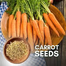 Premium Hybrid <strong>Carrot</strong> <strong>Seeds</strong> <strong>for</strong> Commercial Farming | High Germination High Yield Root Vegetable <strong>Seeds</strong> - Product Image 3