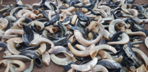 Símbolo espiritual de estilo animal Shofar pulido y tradición de Rosh Hashanah más que un cuerno para beber Escucha la llamada del Shofar - Product Image 6