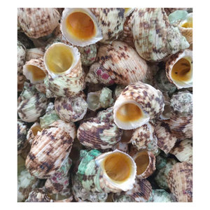 Conchas Marinas Espirales Verdes Naturales, Conchas de Caracol Crudas, Conchas Marinas Mixtas al por Mayor, Decoración Náutica Moderna para el Hogar, Arte DIY - Product Image 6