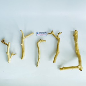 Escondite para pájaros de cáscara de coco natural con percha de madera, juguete ecológico para aves hecho en Vietnam - Product Image 3