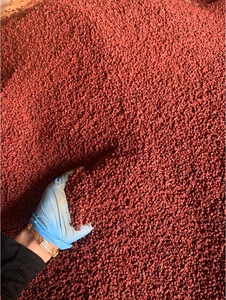 Graines d'annatto en vrac (Bixa <span class=keywords><strong>Orellana</strong></span>) pour la transformation culinaire, la coloration alimentaire et l'utilisation comme ingrédient d'assaisonnement - Product Image 5