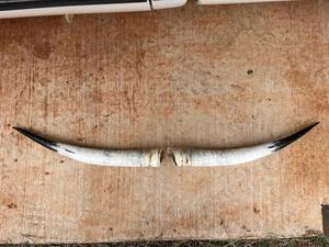 Décoration murale en corne de bison polie, design Art Déco, grande taille de 35 à 40 pouces, pour mariage, anniversaire - Product Image 2