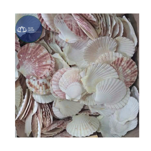 สินค้าขายดี |   เปลือกหอยปูเสฉวนขนาดเล็ก 3 ชิ้น หลายสี ของตกแต่งบ้าน ขายส่งจำนวนมาก วัสดุจากเวียดนาม - Product Image 1