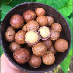 Snacks aromatisés bio faibles en gras en gros, noix de macadamia de haute qualité, délicieusement grillées - Product Image 5