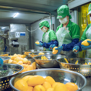 Nuevo Producto Matcha Latte 320ml Sabor Mango Enlatado Bebida de Té Matcha Lista para Beber Certificación HALAL Marca Privada OEM ODM - Product Image 6