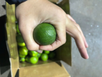 Verse Vietnam Pitloze Citroenen Natuurlijk Gerijpt Premium Kwaliteit Verpakt Voor Wereldwijde Detailhandel Groothandel En Supermarktverkoop