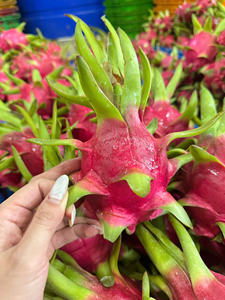 Fruta de dragón de Vietnam Premium con piel verde y carne blanca Fruta tropical de grado de exportación Ideal para mercados minoristas globales - Product Image 2