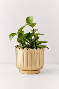 Wall Planters Round Metal Powder Coated Hanging <b>Bracket</b> for Garden Outdoor Use - Product Image 1