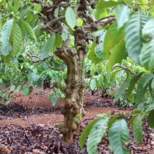 Grâce à une conception robuste à double nœud, les jouets pour chiens en corde de chanvre favorisent une mastication saine, un entraînement interactif et un temps de jeu durable. - Product Image 6