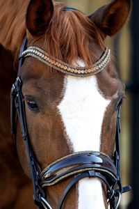 Fancy Crystal Browband English Leather Bridle with Patent Noseband Adjustable High Quality Comfortable for Horse Riding - Product Image 4
