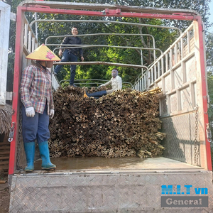 Varas de Bambú Natural de hasta 5m de Longitud, Palos de Bambú Resistentes y Duraderos para Construcción, Agricultura y Uso en Jardinería - Product Image 5