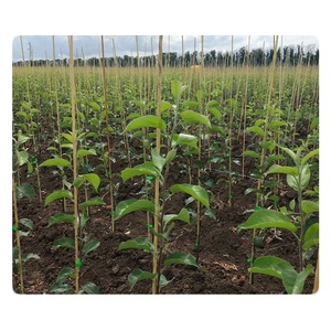 2mm 3mm 4mm <b>Plastic</b> Stakes Plant Climb Support Fiberglass <b>Rods</b> for Tree Tomato Grape - Product Image 1