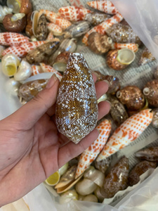 เปลือกหอยมิตราขนาดใหญ่จากธรรมชาติ ขายส่งจำนวนมาก สำหรับตกแต่งบ้าน ของสะสม และของตกแต่งธีมมหาสมุทร - Product Image 2