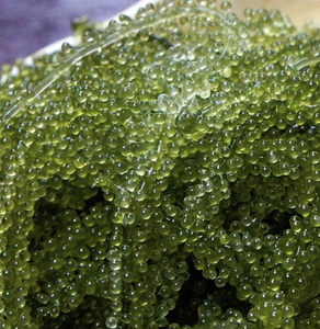 Algas de Mar de Vietnam (Caulerpa Lentillifera) para Ensaladas y Sushi, Ingrediente Fresco para Cocina y Comedor - Product Image 2