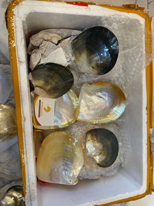 Wholesales price Premium Polished Thick Mother of Pearl Shell Material - Black Yellow Shell - Product Image 2