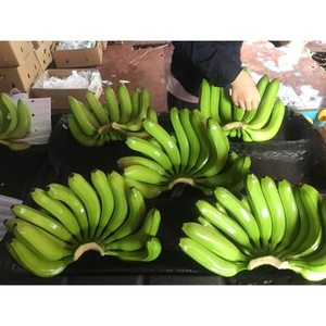 Bananes Cavendish vertes, produits frais de première qualité pour la transformation alimentaire industrielle, la cuisine et la vente en gros - Product Image 4