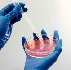 Placa de Petri de Vidrio Reutilizable de 60 mm, No Estéril, con Certificación CE, para Uso en Laboratorio - Product Image 4