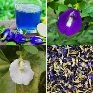 Té de Flor de Guisante Azul Natural Seca, Materia Prima, de Fábrica en Vietnam, Pedido a Granel, Venta al por Mayor, La Mejor Oferta - Product Image 5
