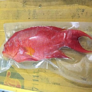 Pescado Pargo Rojo Congelado Entero, Compre en Línea para Distribuidores de Mariscos, Restaurantes, Hoteles y Minoristas que Buscan un Suministro Confiable - Product Image 1