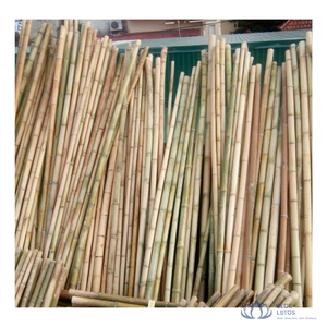 [MEJOR VENDIDO] |   Varas de Bambú Crudas para Soporte de Plantas Agrícolas, Material de Construcción, Directo de Fábrica en Vietnam - Product Image 1