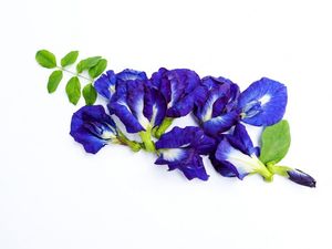 Standard Bulk Dried Butterfly Pea Flowers Natural Blue Petals Herbal <b>Slimming</b> Organic Tea Beverage Processing Wholesale Vietnam - Product Image 2