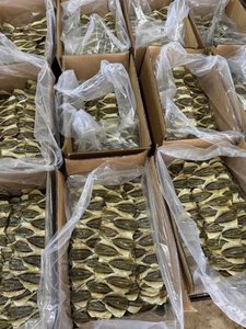 Pescado Seco de Rayas Amarillas a Precio de Fábrica, Auténtico Pescado Seco Salado, Bocadillo de Pescado, Pescado Seco de Rayas Amarillas de Vietnam, Envasado al Vacío - Product Image 2