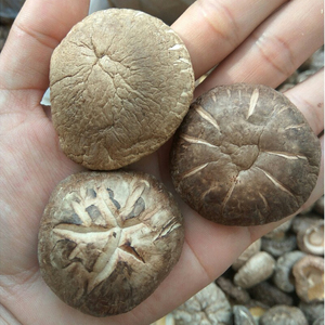 เห็ดหอมแห้งพรีเมียม แหล่งผลิตเวียดนาม - มีจำหน่ายขนาด 2-3 ซม. 3-4 ซม. 4-5 ซม. จำหน่ายแบบขายส่ง - Product Image 3