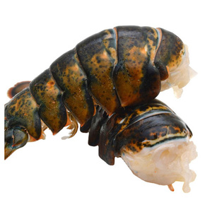 Mariscos: Langosta fresca y congelada, LANGOSTA VIVA Y FRESCA - Product Image 6