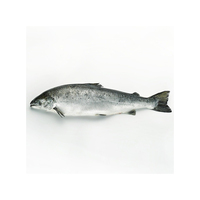 Saumon en gros, saumon congelé (produits de la mer)
