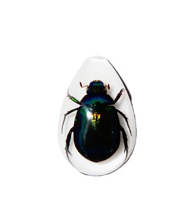 Colorful Scarab Beetle Real Specimen Plastic Cabochon Pear Cut <b>Top</b> 33x22 mm White Flat Bottom for Crafts and Jewelry Making - Product Image 6