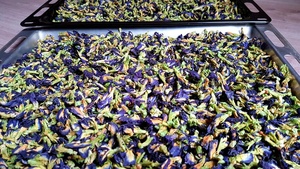 Beneficios para la Salud del Té de Flor de Guisante Mariposa |   Crecimiento del Cabello y Antienvejecimiento - Compre al por Mayor a los Mejores Precios - Product Image 4