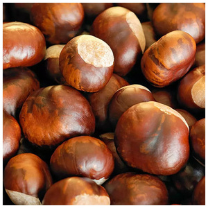 ราคาถูก ถั่วเชสนัทแห้งคุณภาพพรีเมียม 100% จากธรรมชาติ - Product Image 6