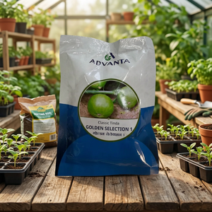 Advanta GOLDEN SELECTION Classic Tinda <strong>Seeds</strong> F1 Hybrid Vigorous <strong>Creeper</strong> Fresh Okra with Uniform Green Round Fruit - Product Image 3