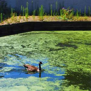 Restauration naturelle des plans d'eau pour les paysagistes - Product Image 3