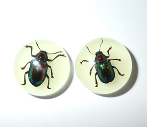 Escarabajo de Hoja Brillante, Espécimen Real, Cabujón de Plástico Redondo de 19x19 mm, Base Plana Brillante para Manualidades y Joyería - Product Image 1