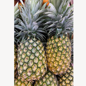 สับปะรดพรีเมียมสดใหม่ คุณภาพส่งออก ผลไม้เขตร้อนหวานฉ่ำ สดจากฟาร์ม ขายส่งจำนวนมาก จากบังกลาเทศ ซิกซ์ ซีซั่น อะโกร - Product Image 1