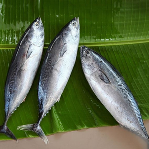 Mejor Precio al por Mayor de Bonito Congelado de Primera Calidad, Venta a Granel, Listo para Enviar, Grado Alimenticio, Suministro para Exportación - Product Image 3