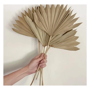 Hoja de Palma Seca Natural para Decoración Artesanal, Arreglos Florales, Manualidades, Material Ecológico y Sostenible, Venta al Por Mayor - Product Image 2