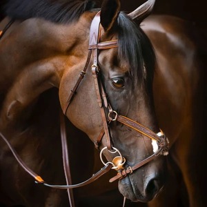 Brida de cuero de tamaño personalizado, brida inglesa, precio al por mayor, equipo de entrenamiento ecuestre, múltiples bridas de cuero para caballos al por mayor - Product Image 1