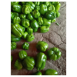 Pimientos frescos, amarillos, rojos y verdes para cocinar, agricultura, pimiento fresco - Product Image 1